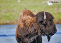 Bison bison